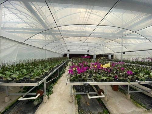 吃瓜群爆料大棚视频