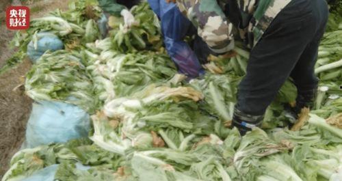 最新爆料老坛酸菜视频,视频揭露惊人内幕