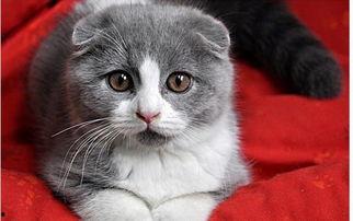 娱乐吃瓜君 折耳猫,折耳猫的神秘魅力与争议