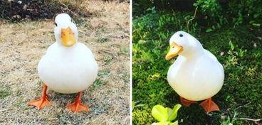 娱乐吃瓜酱冲鸭,揭秘娱乐圈那些鲜为人知的幕后故事