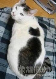 玩滑梯的猫咪娱乐吃瓜酱